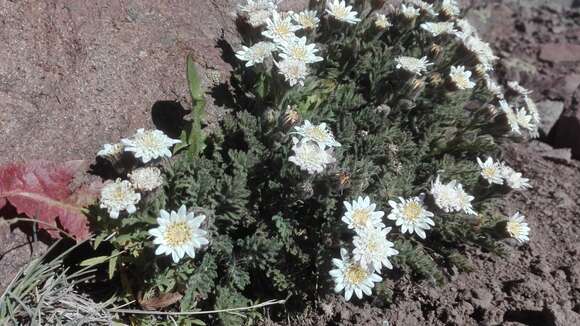 Image of Leucheria salina (Remy) P. Dusen