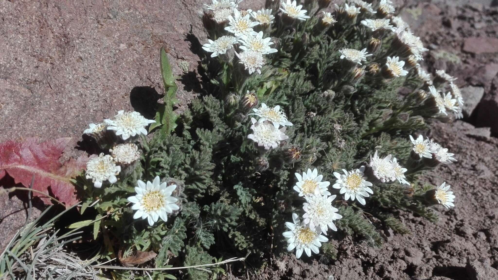 Leucheria salina (Remy) P. Dusen resmi