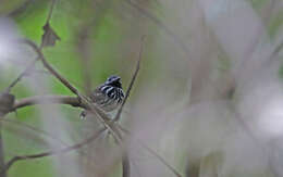 Image of Dot-backed Antbird