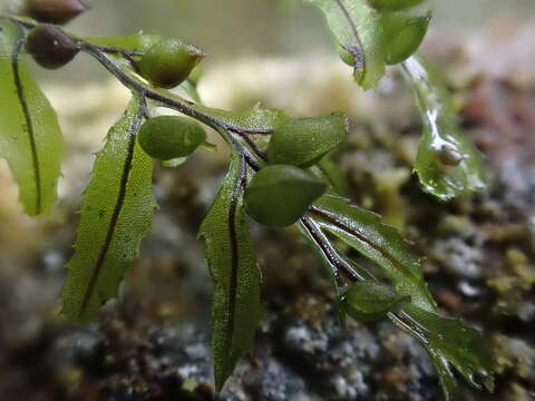 Sivun Hymenophyllum wilsonii Hook. kuva