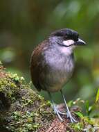 Image of Jocotoco Antpitta