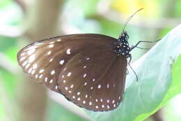 Euploea phaenareta Schaller 1785的圖片