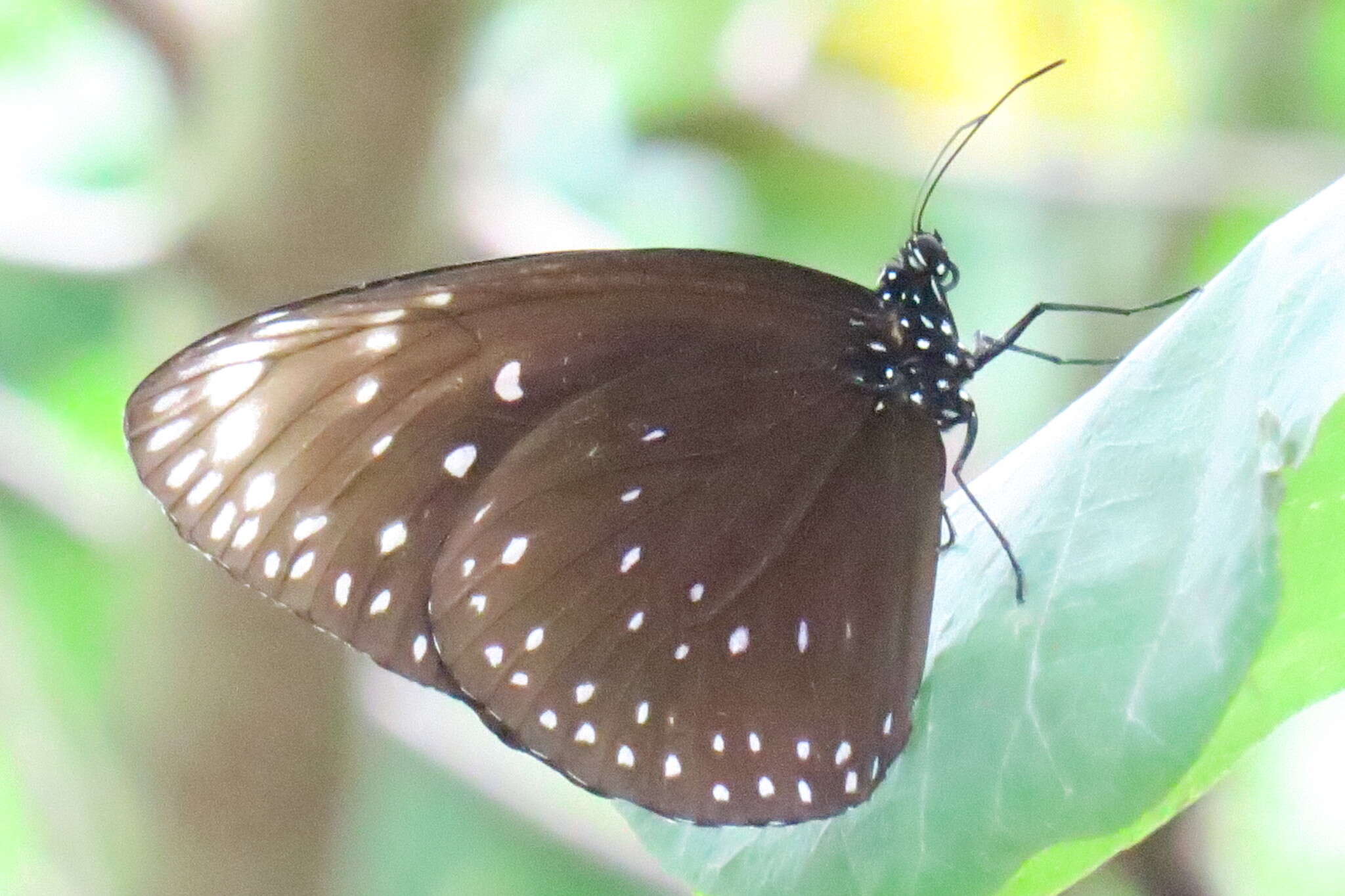 Euploea phaenareta Schaller 1785的圖片