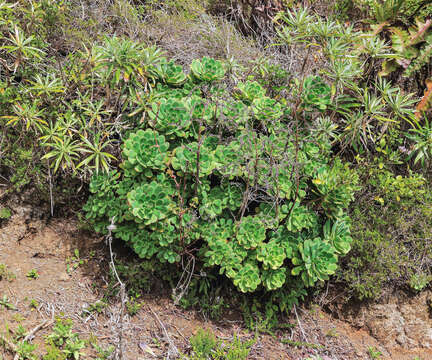 Image of Aeonium castellodecorum A. Bañares Baudet