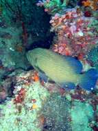 Image of Blue-lined Rock Cod