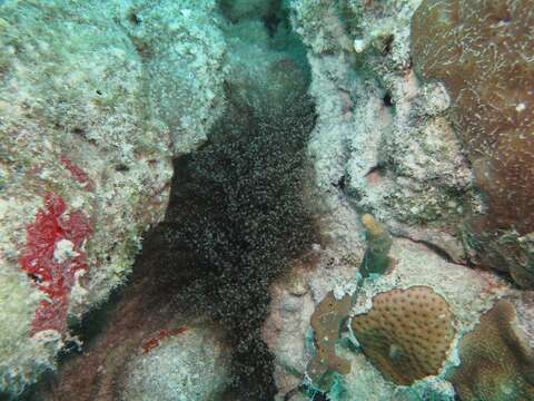 Image of Atlantic beaded anemone