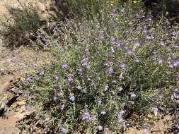 Plancia ëd Penstemon linarioides var. coloradoensis (A. Nelson) C. C. Freeman