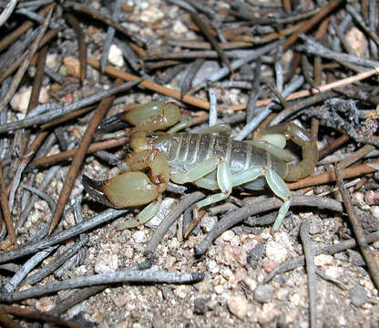 Image of Anuroctonus phaiodactylus (Wood 1863)