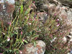 Image de Epilobium hohuanense S. S. Ying