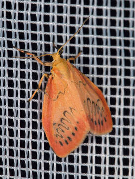 Image of rosy footman