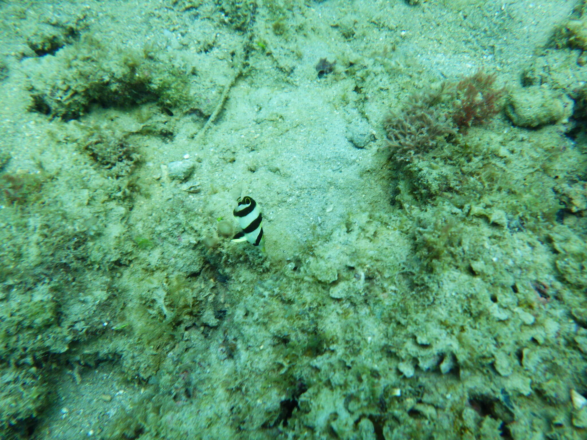 Image of Banded Butterflyfish