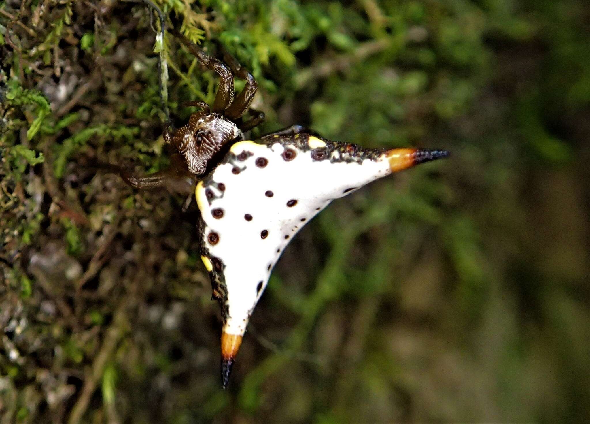 Image de Acrosomoides acrosomoides (O. Pickard-Cambridge 1879)