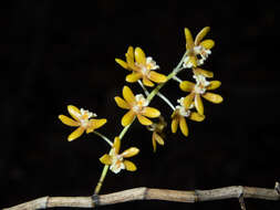 Dendrobium finetianum Schltr.的圖片