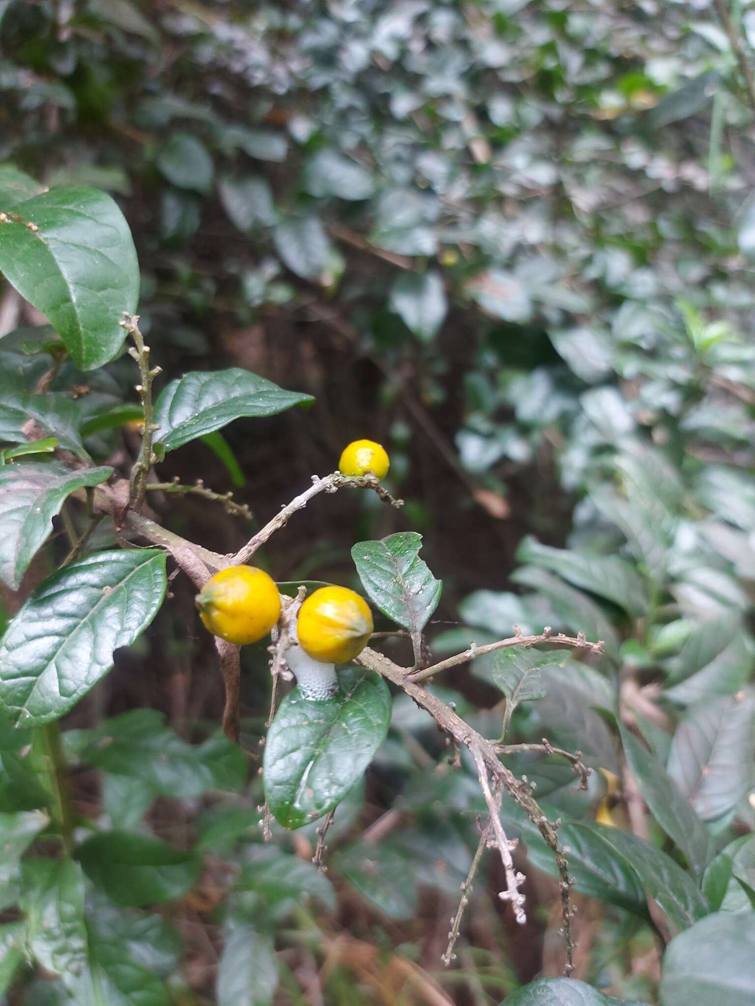 Image of Duranta mutisii L. fil.