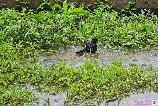 Image of Crested Myna