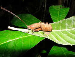 Image of Peacock katydid