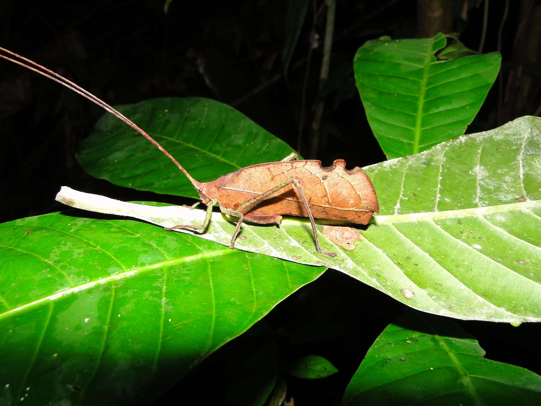 Image of Peacock katydid