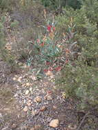 Image of Grevillea dimorpha F. Müll.