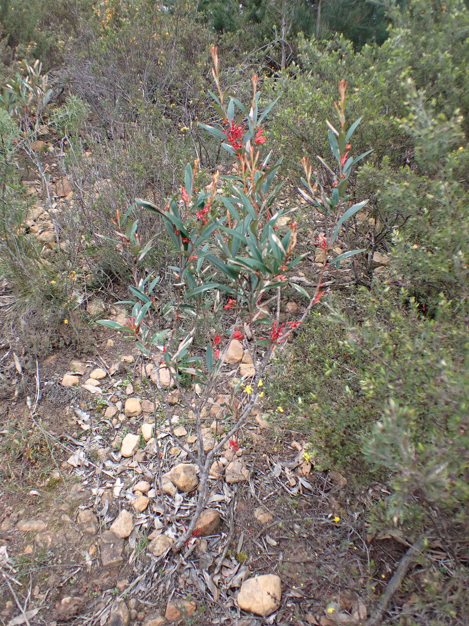 Image of Grevillea dimorpha F. Müll.