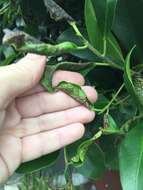 Image of Cuban Laurel Thrips