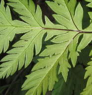 Image of Doryopteris concolor (Langsd. & Fisch.) Kuhn