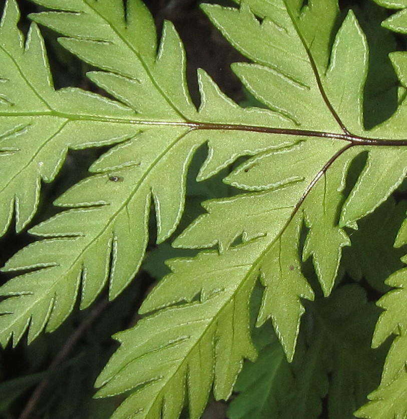 Image of Doryopteris concolor (Langsd. & Fisch.) Kuhn