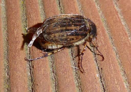 Image of Odontria striata White 1846