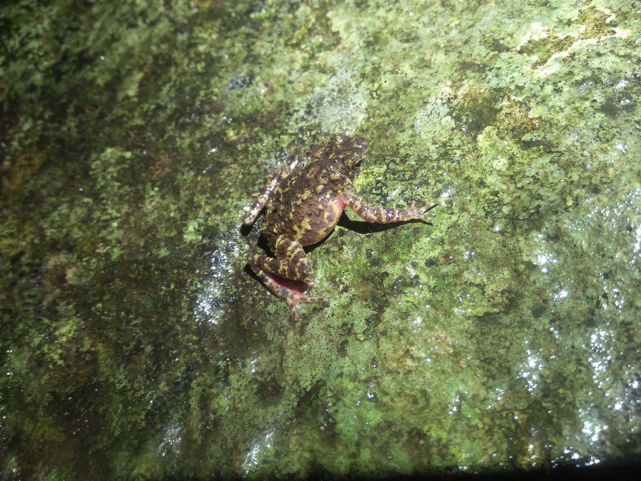 Image of Leptophryne javanica Hamidy, Munir, Mumpuni, Rahmania & Kholik 2018