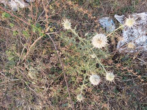 Image of Indian Globe Thistle