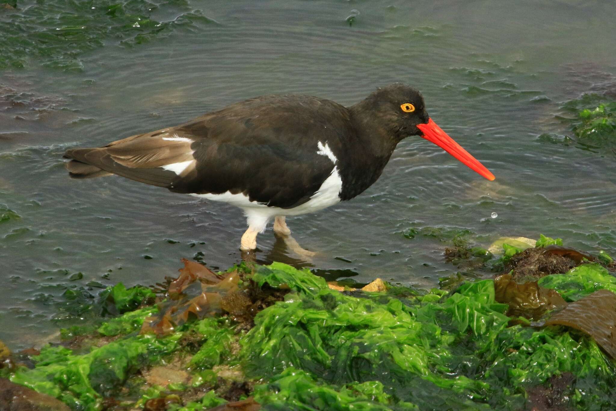 Image of Magellanic Oystercatcher