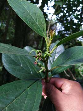 Image of Styloceras laurifolium (Willd.) Kunth