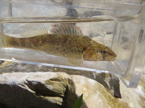 Слика од Etheostoma autumnale Mayden 2010