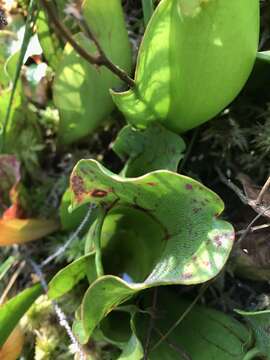 Image of southern purple pitcherplant