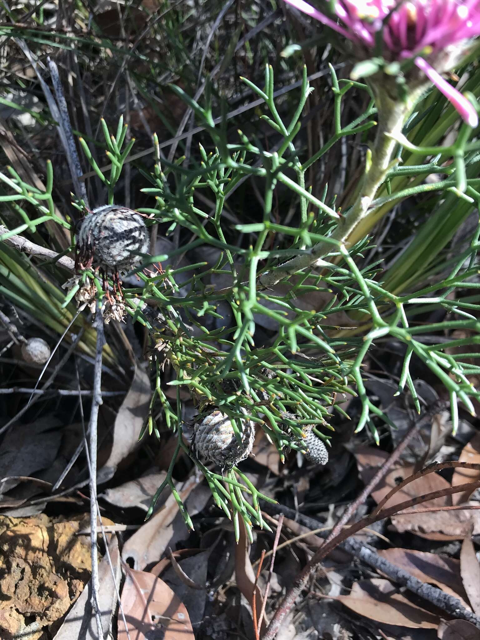 Image of Isopogon formosus R. Br.