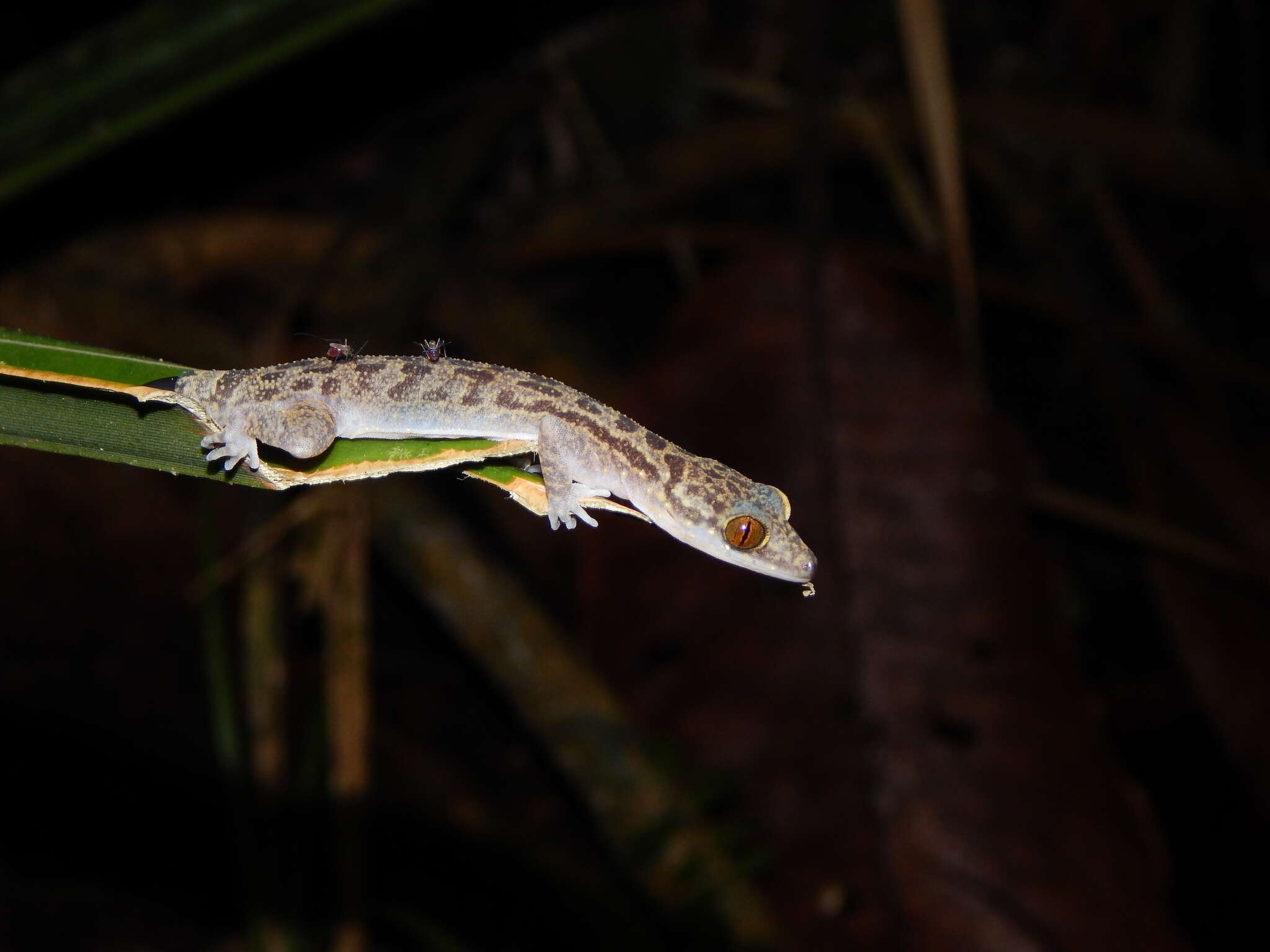 Image of Cyrtodactylus majulah Grismer, Wood & Lim 2012