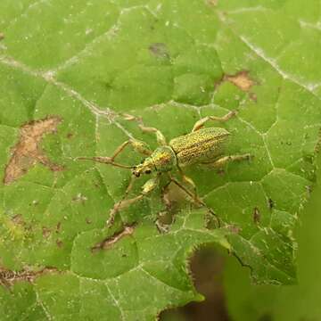 Image of Phyllobius (Phyllobius) arborator (Herbst 1797)