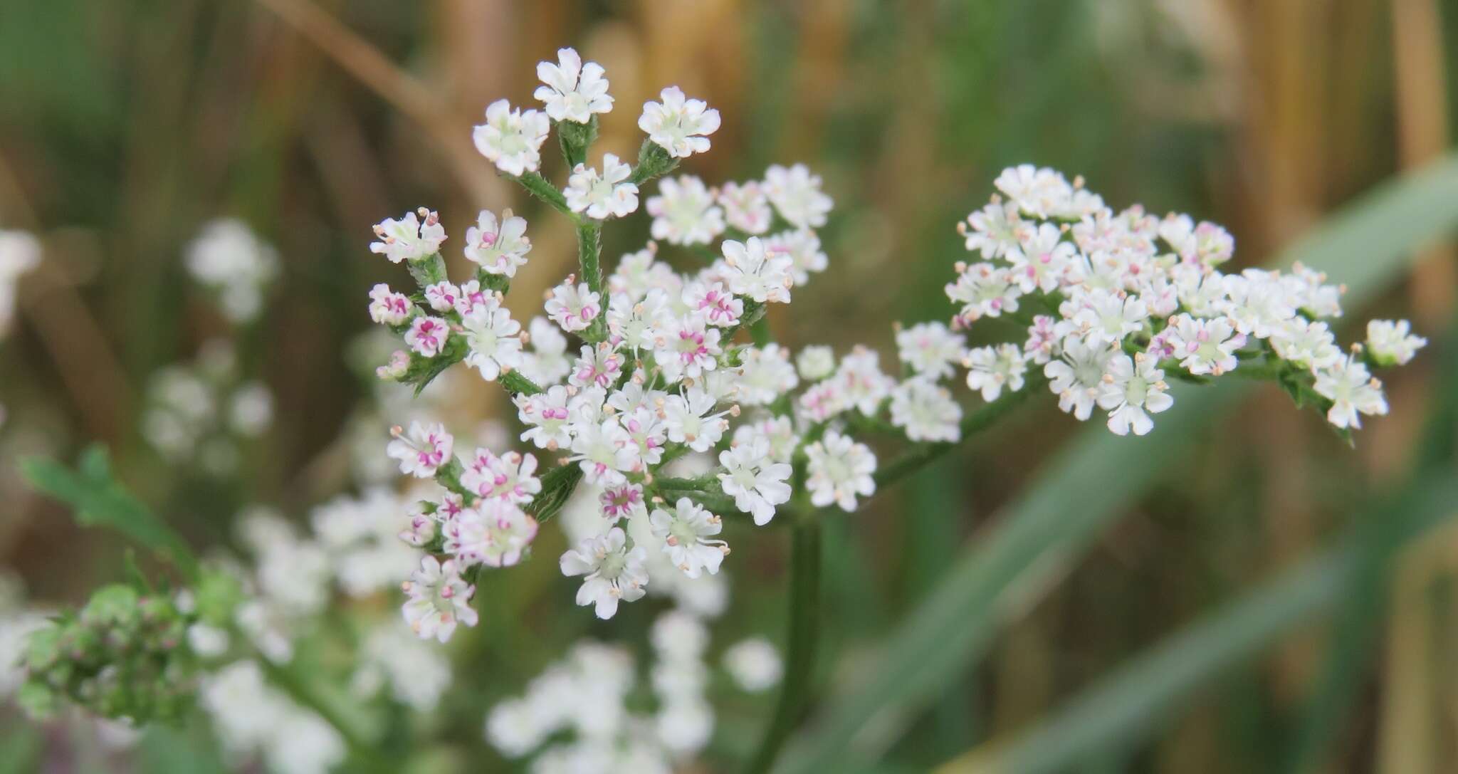 Imagem de Chaerophyllum temulum L.