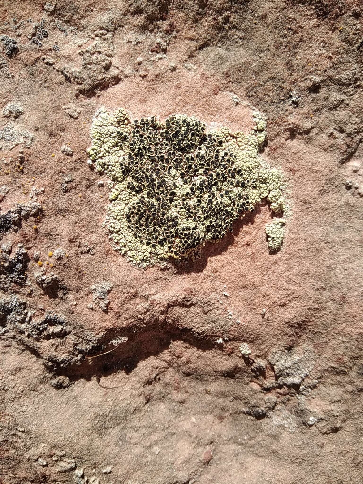 Imagem de Lecanora argopholis (Ach.) Ach.