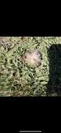Image of Cirsium scariosum var. americanum (A. Gray) D. J. Keil