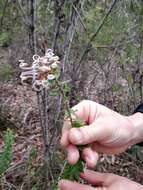 Image of Grevillea buxifolia (Sm.) R. Br.