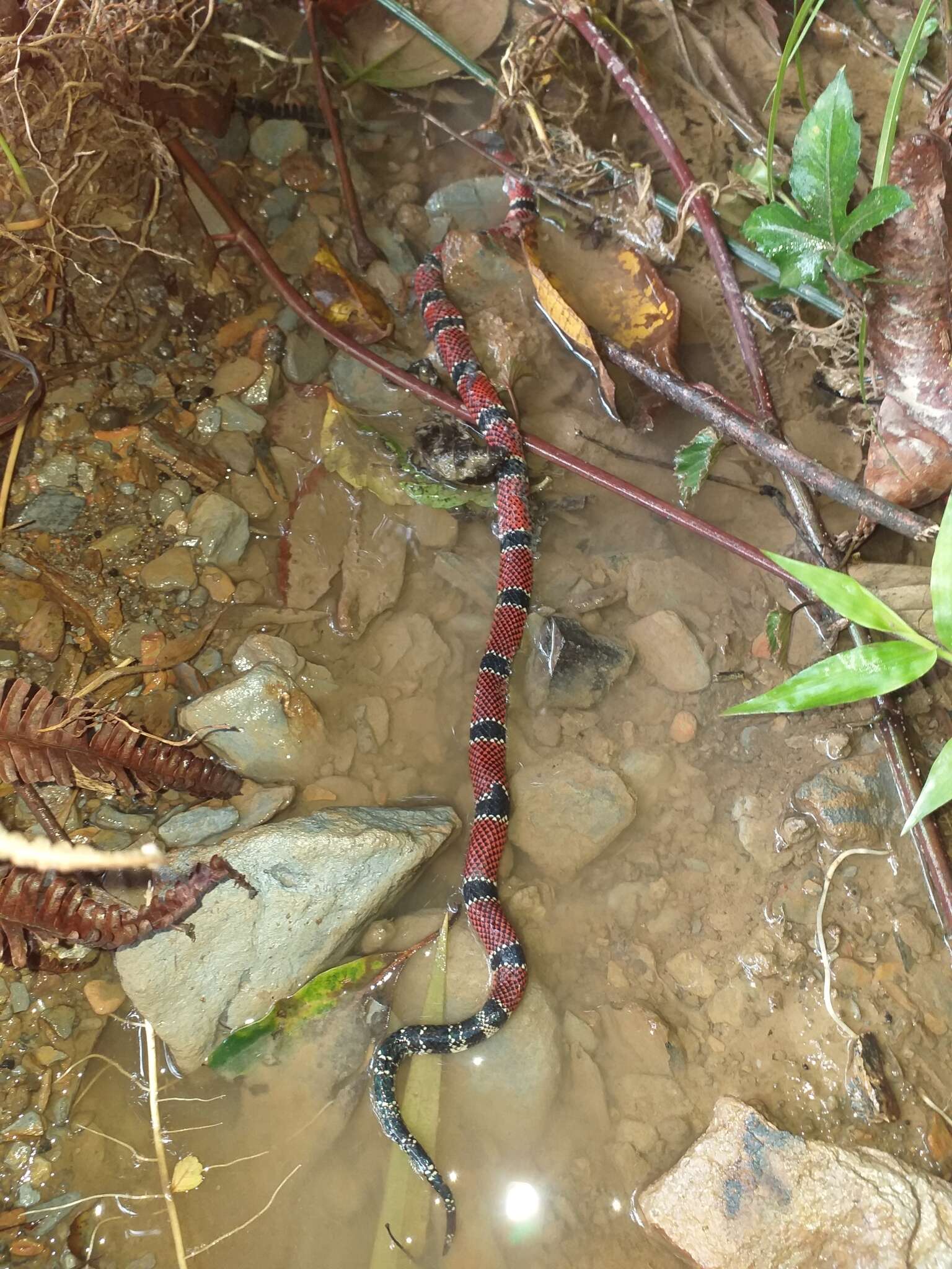 صورة Micrurus dumerilii carinicauda K. P. Schmidt 1936