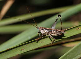 Nicsara bifasciata (Redtenbacher 1891) resmi