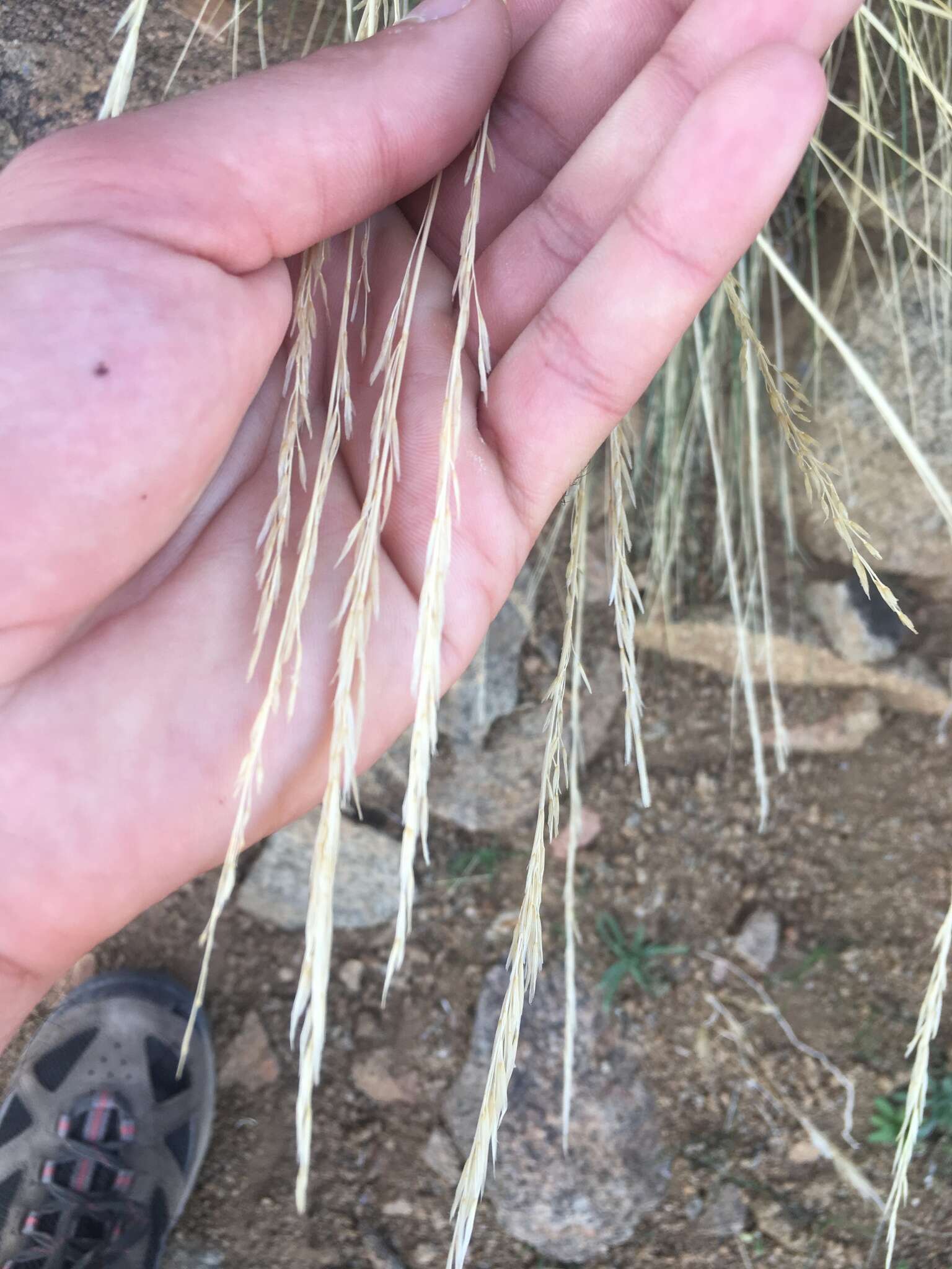 Plancia ëd Pappostipa speciosa (Trin. & Rupr.) Romasch.