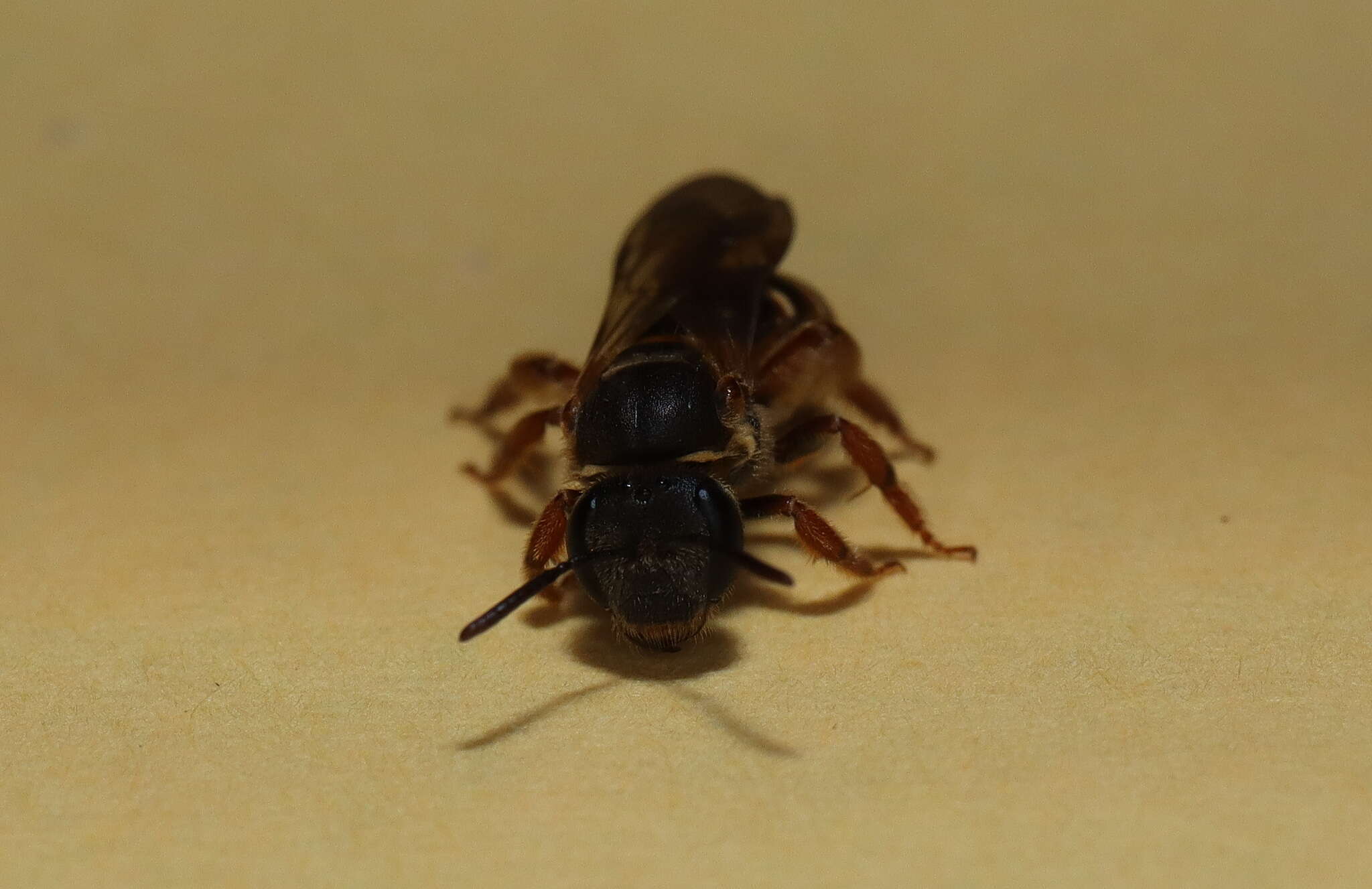 Image of Lasioglossum bicingulatum (Smith 1853)