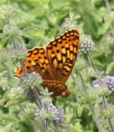 Image of Myrtle's silverspot butterfly