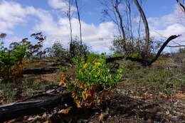 Image of Roepera apiculata (F. Müll.) Beier & Thulin