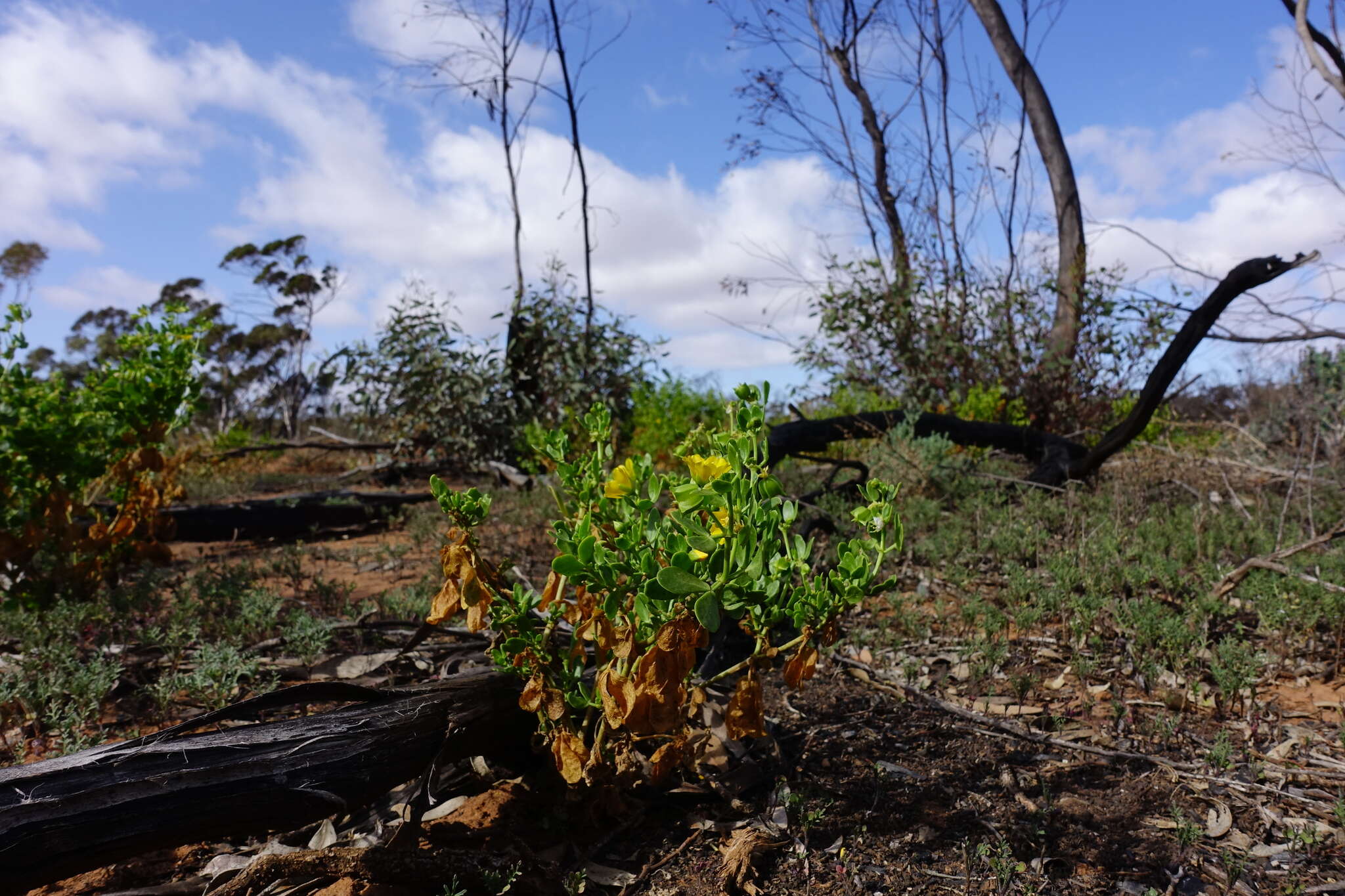 Image of Roepera apiculata (F. Müll.) Beier & Thulin