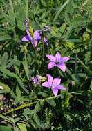 Campanula stevenii subsp. wolgensis (P. A. Smirn.) Fed. resmi