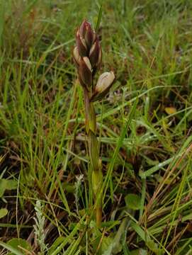 Image de Satyrium sphaerocarpum Lindl.