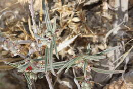 Image of Indigofera linifolia (L. fil.) Retz.